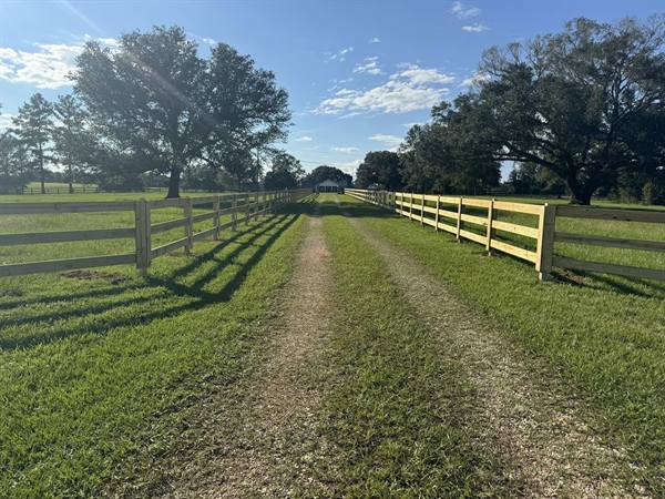 Four-rail ranch fence lining both sides of a gravel drive under live oaks