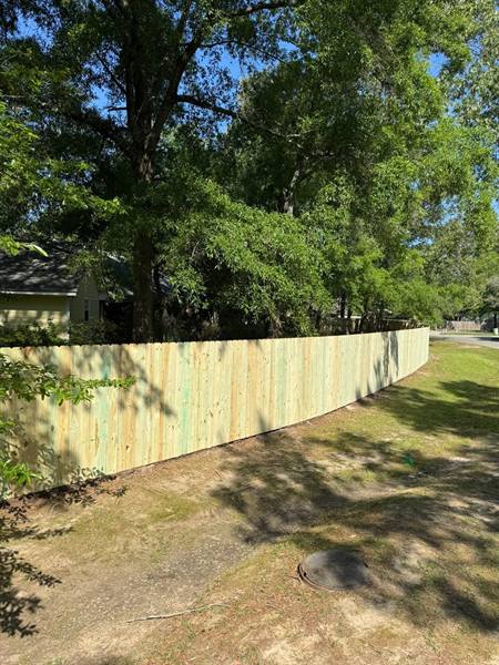 Treated pine privacy fence curving beneath oak trees